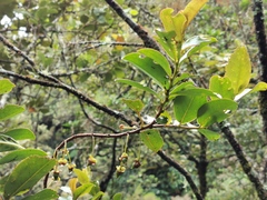 Aphloia theiformis