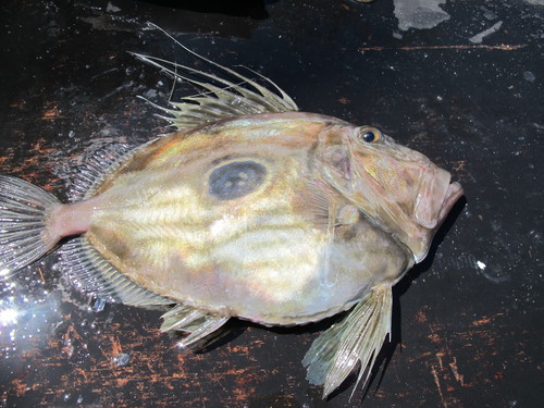 John Dory