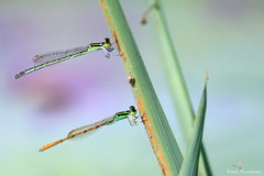 Agriocnemis keralensis