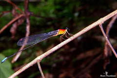 Indosticta deccanensis