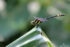 Gomphidia kodaguensis