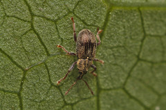 Neomycta rubida