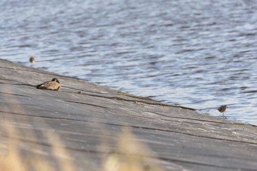 Branta hutchinsii, 2025-01-07