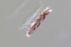 Phyllonorycter sagitella
