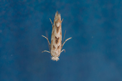 Phyllonorycter sagitella