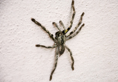 Poecilotheria