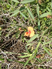 Lathyrus blepharicarpos