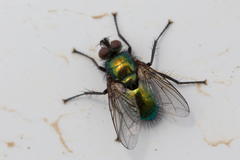 Gymnocheta viridis