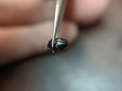 Onthophagus hayashii