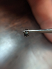 Onthophagus hayashii