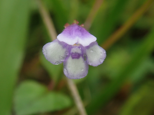 Torenia crustacea