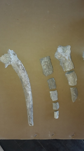 Extinct Blesbok (Damaliscus niro) — Data Deficient Mammalia