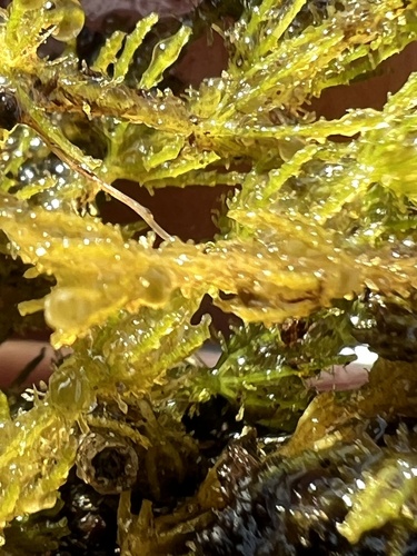 lesser bearded stonewort (Chara curta)