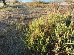 Arthroceras subterminale