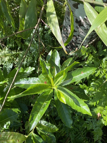Elaeocarpus joga observed 2025-08-16