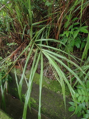 Miscanthus floridulus