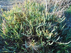 Arthroceras subterminale