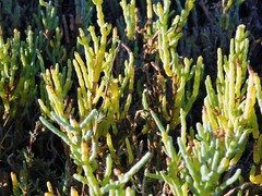 Arthroceras subterminale