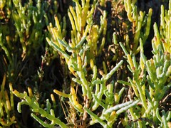 Arthroceras subterminale