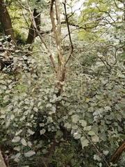 Acer davidii