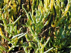 Arthroceras subterminale