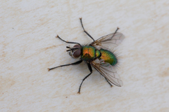 Gymnocheta viridis