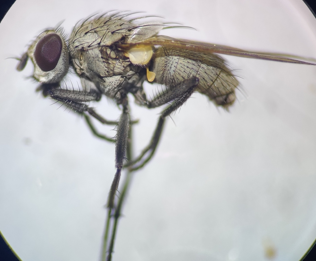 Spilogona scutulata