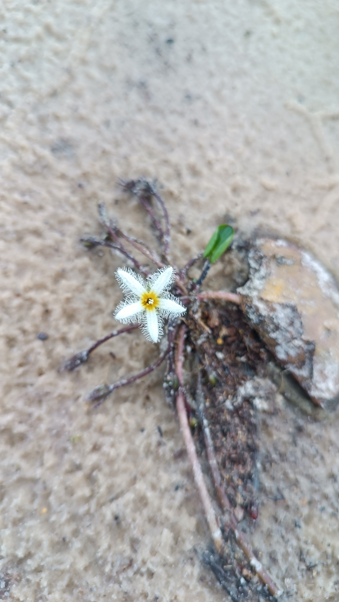 Nymphoides humboldtiana