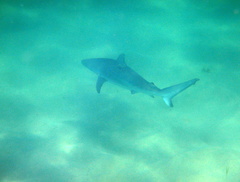 Carcharhinus obscurus