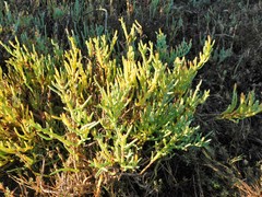 Arthroceras subterminale