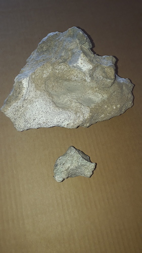 Giant Lacustrine Hippopotamus (Hippopotamus gorgops) — Data Deficient Mammalia