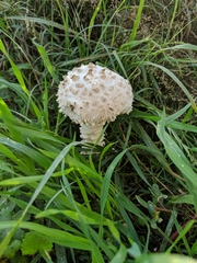 Amanita