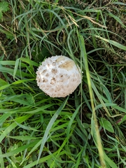 Amanita
