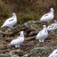 Lagopus muta islandorum