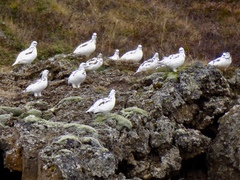 Lagopus muta islandorum