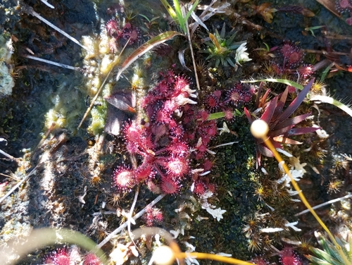 Drosera communis