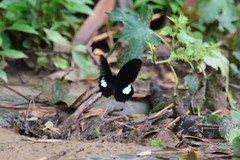 Papilio castor formosanus