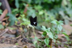 Papilio castor formosanus
