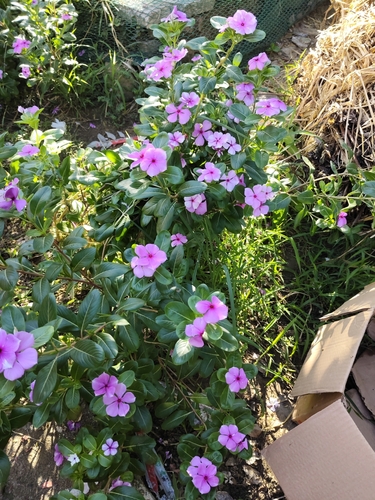 Madagascar Periwinkle