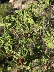 Cistus creticus creticus