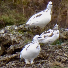 Lagopus muta islandorum