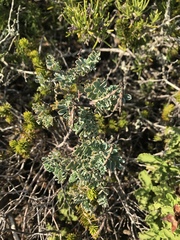 Coronilla valentina valentina