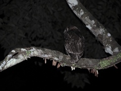 Strix leptogrammica
