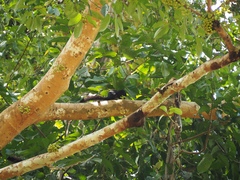 Callosciurus prevostii pluto