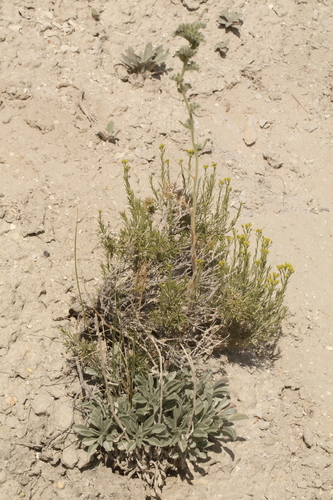 Elko Cryptantha (Oreocarya interrupta)