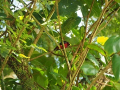 Cymbirhynchus macrorhynchos