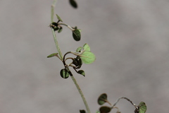 Teucrium parvifolium
