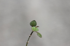 Teucrium parvifolium