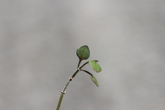Teucrium parvifolium
