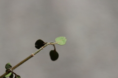 Teucrium parvifolium